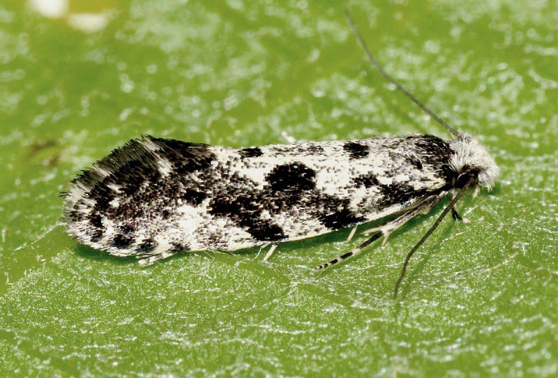 Tineidae - Nemapogon granella